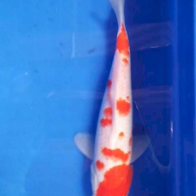 Kohaku Sakura