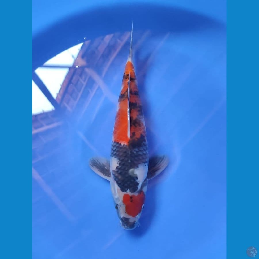AL - SHOWA 35cm male