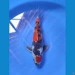 AL - SHOWA 35cm male