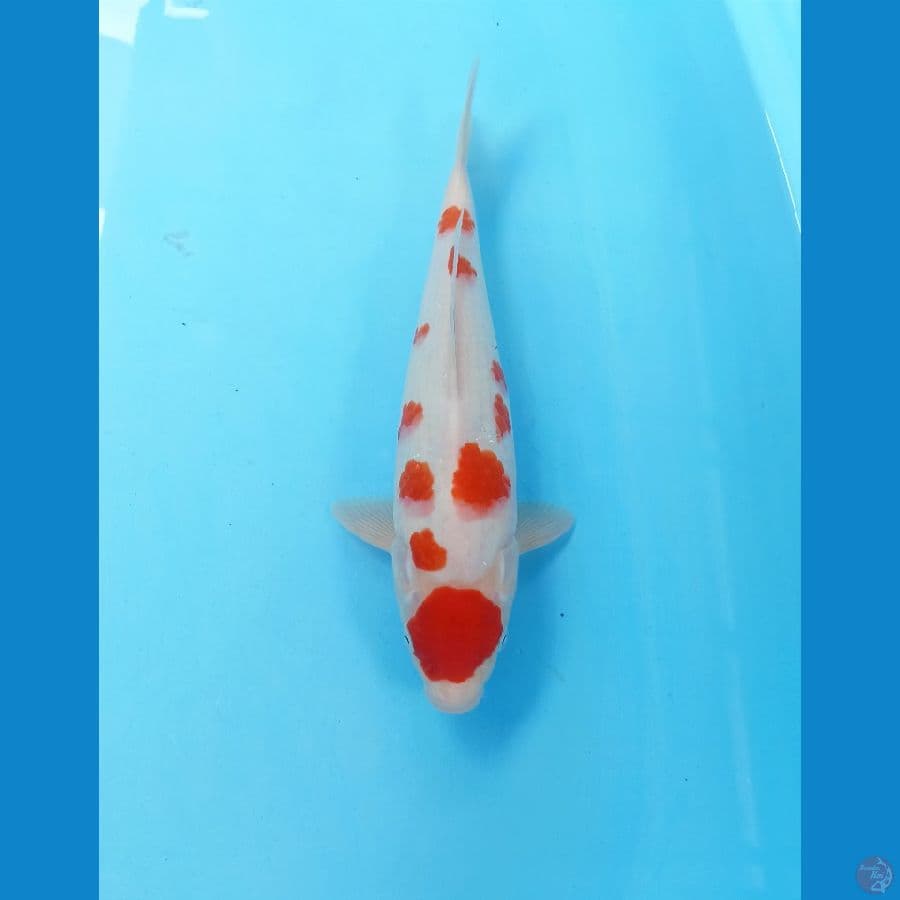 Kohaku 29cm