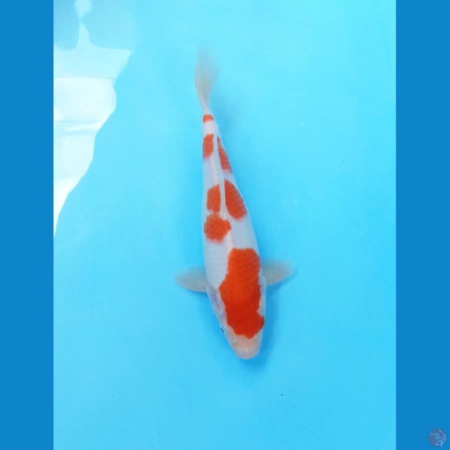 kohaku 25cm