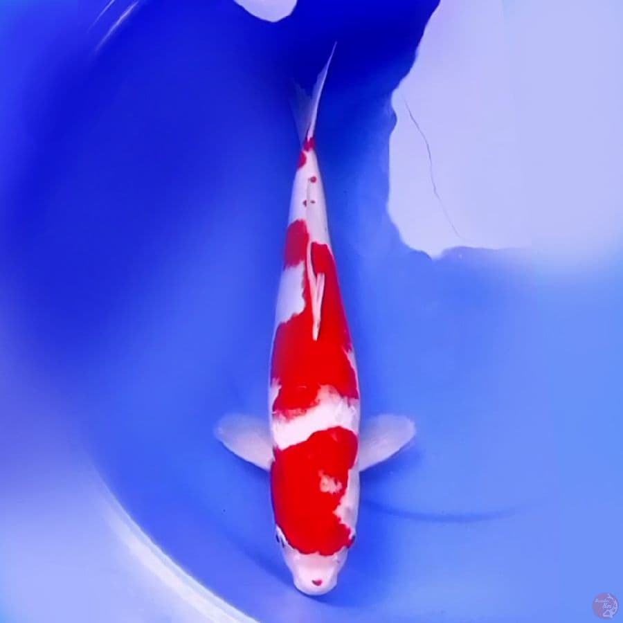 47cm KOHAKU SUPER PEKAT 