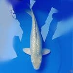 39cm KINGINRIN SORAGOI BULKY