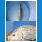 Soragoi Ginrin 35 cm