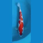 maru 43 jantan