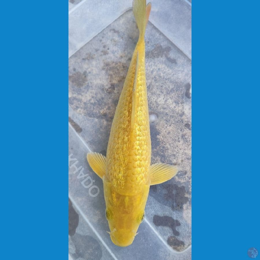 caramel gr 23 cm