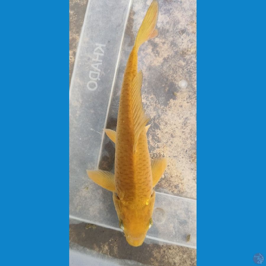 caramel 20 cm