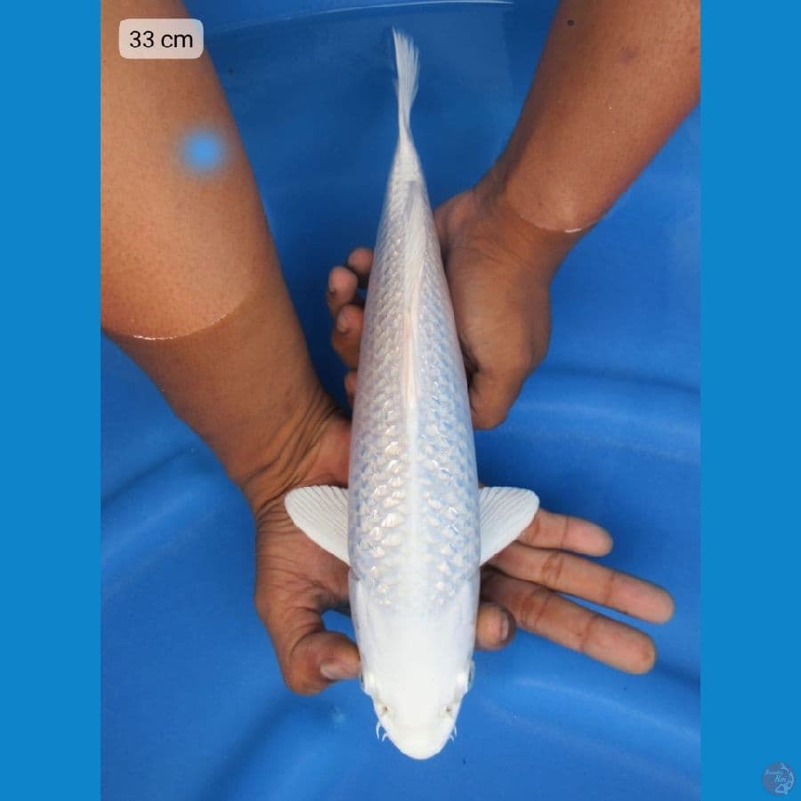 33cm - Jantan super ginrin bersih