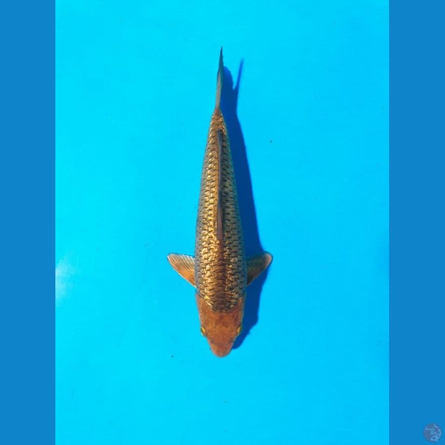 karamel ginrin 17cm