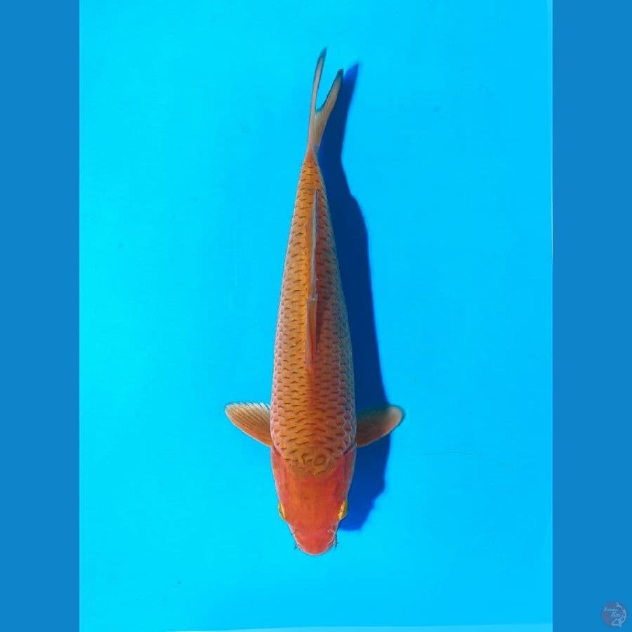 karamel 17cm