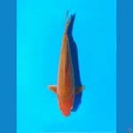 karamel 17cm 