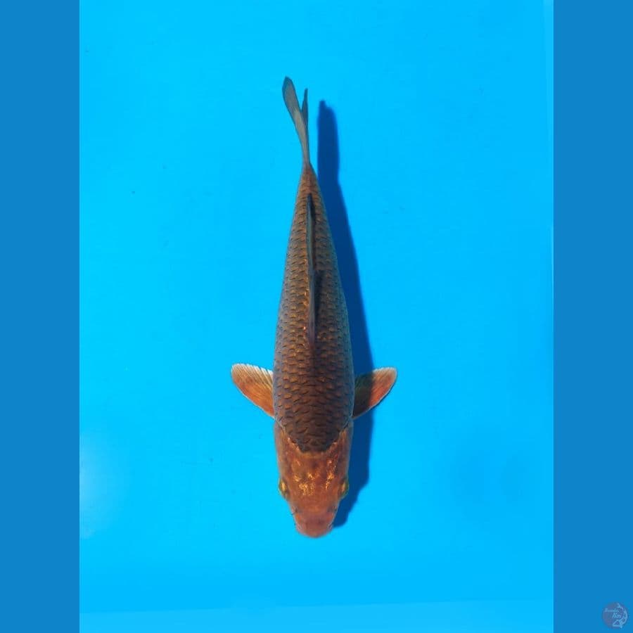 karamel 17cm ring rapi