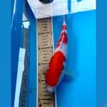 kohaku 24 cm 