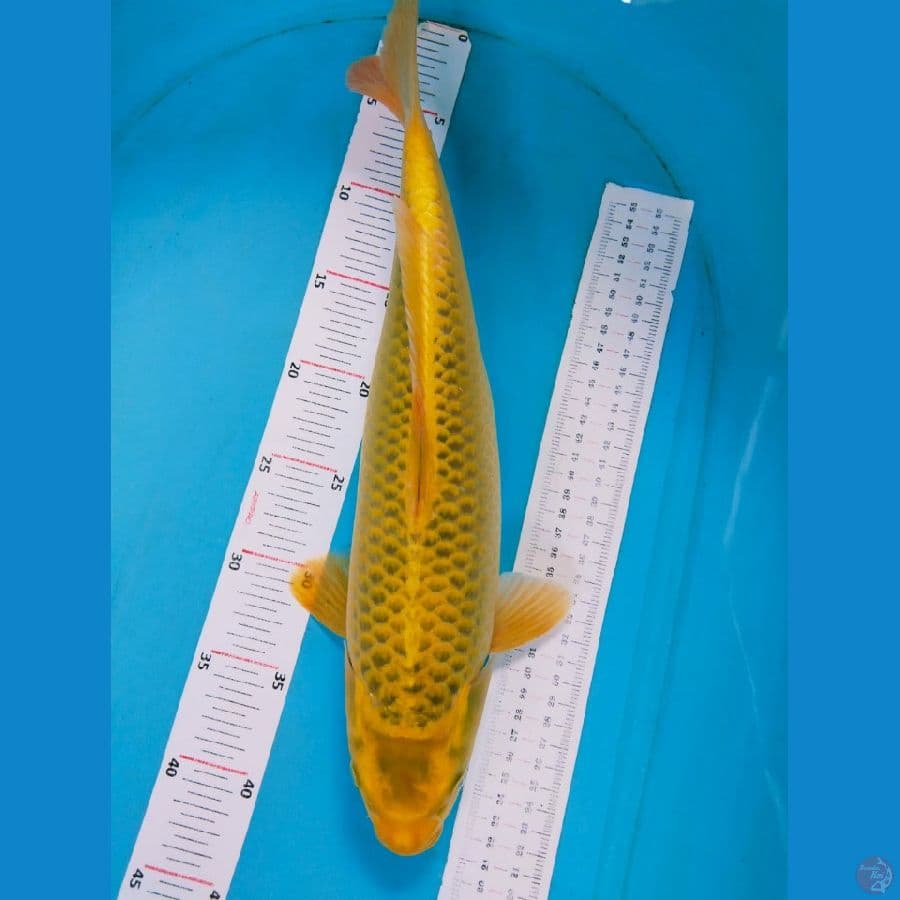 si yelow 41cm
