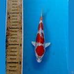 kikokuryu 15 cm 