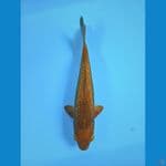 karamel ginrin 28cm male