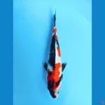 showa 27cm male 