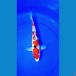 sanke super red 35 cm