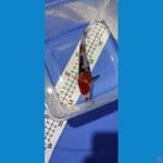 Showa bahan 17 cm jantan