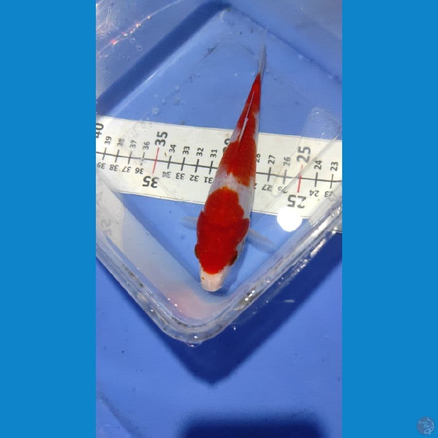 Kohaku bahan 17 cm male