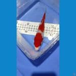 Kohaku bahan 17 cm male