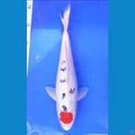 TANCHO SANKE (32CM)