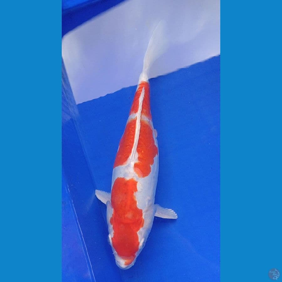 36cm kikushui  body jos