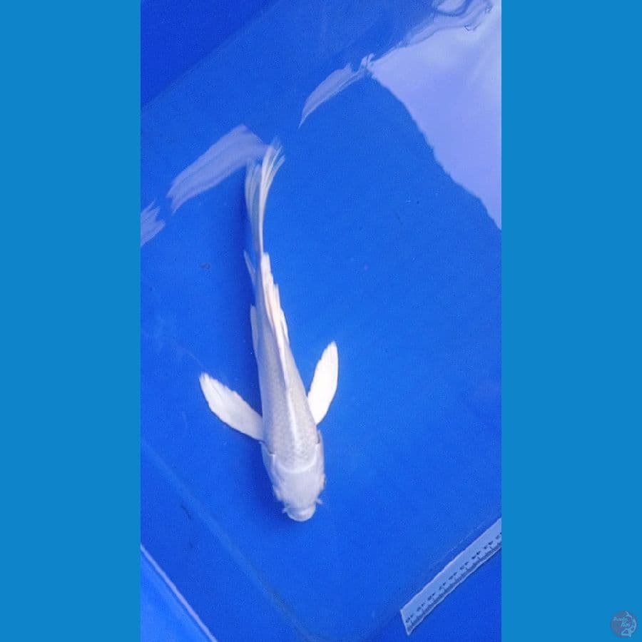 27cm platinum slayer