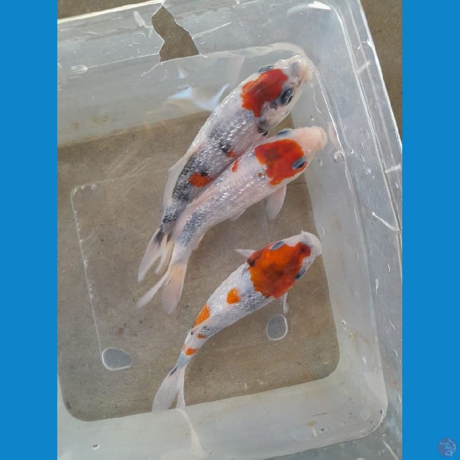 ginrin showa 13cm