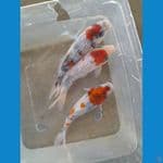 ginrin showa 13cm