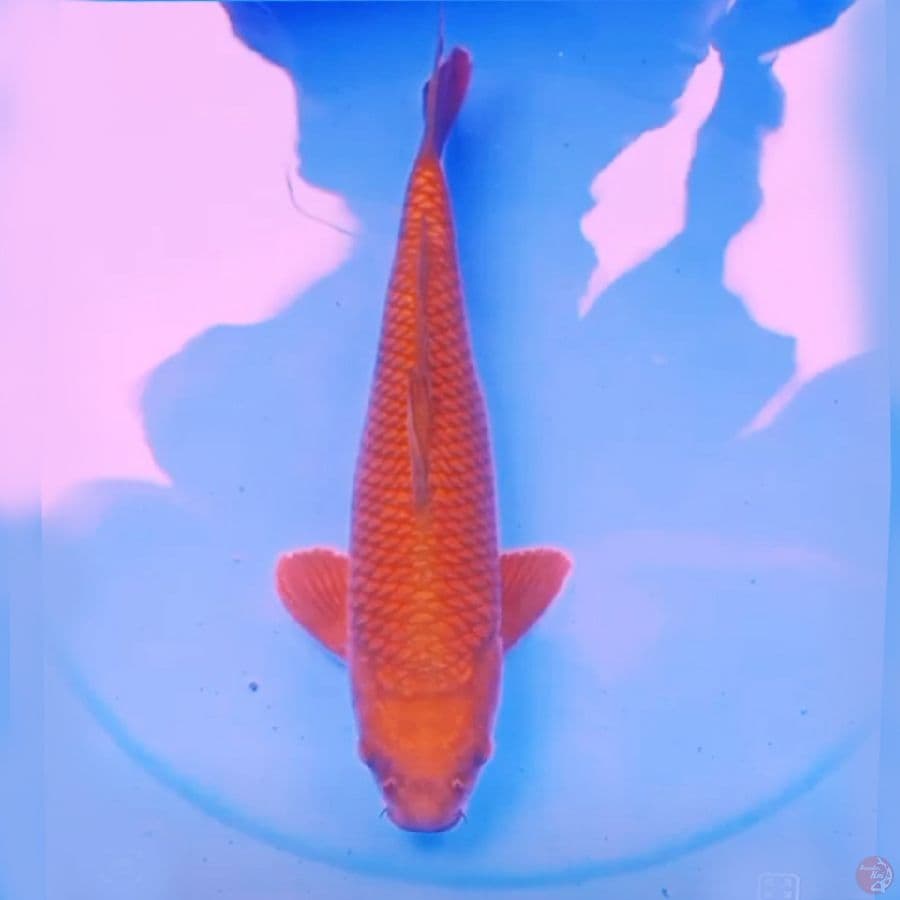 39cm CHAGOI BODI BADAK