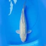39cm SORAGOI GINRIN