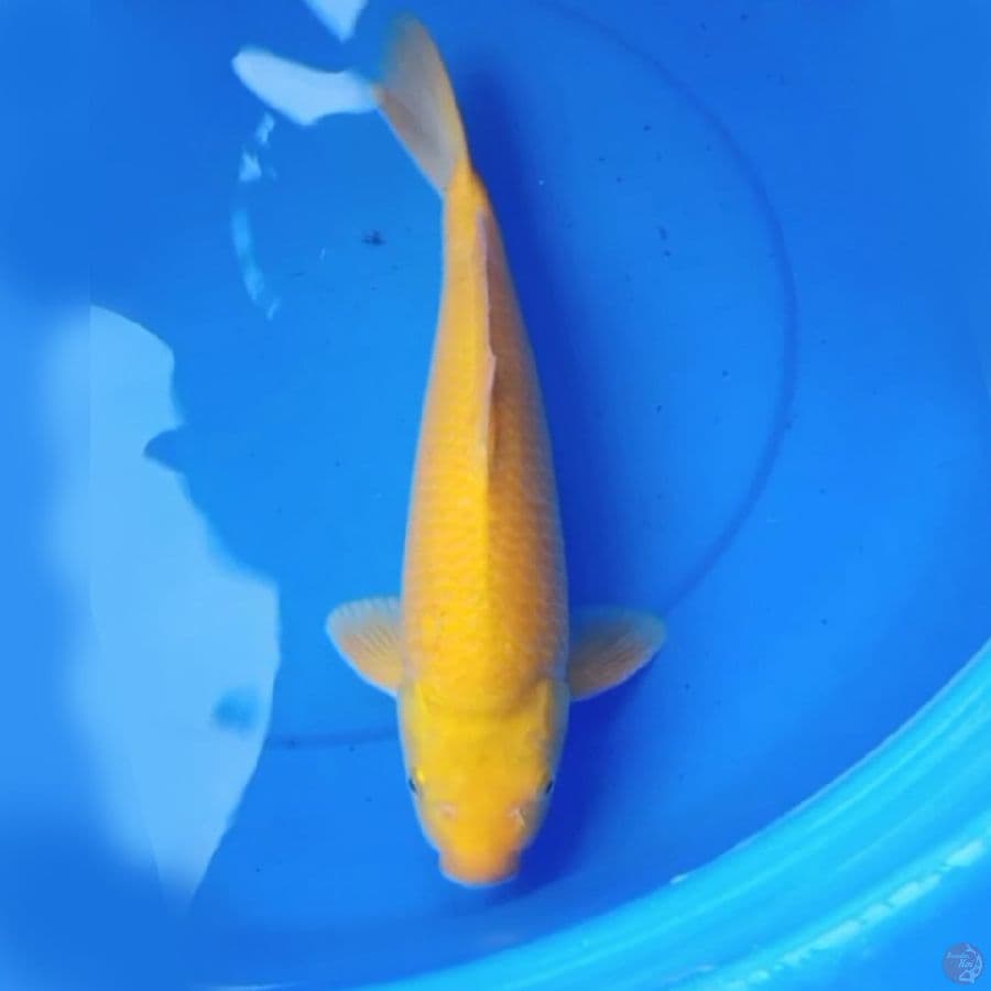 40cm YELLOW KARASI