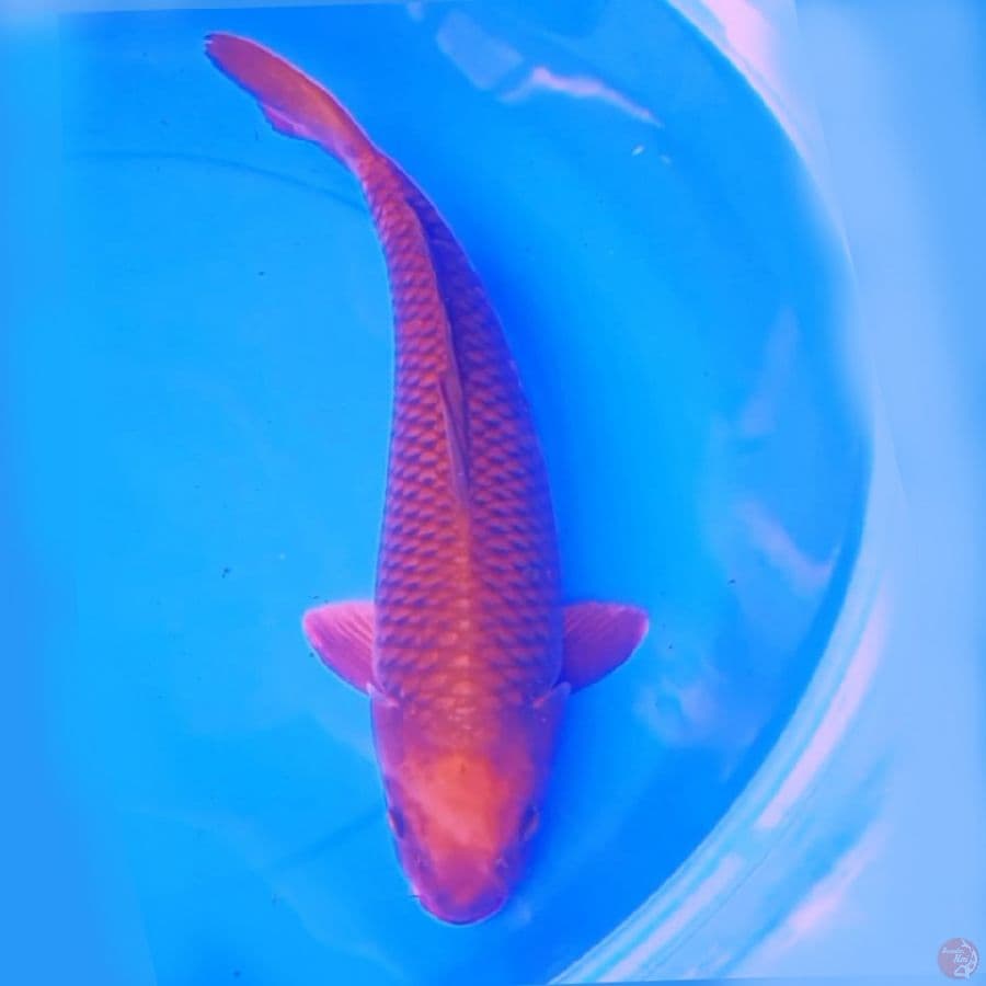 45cm CHAGOI TEMBAGA JINAK