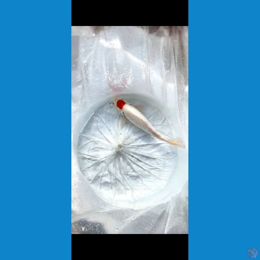 tancho kohaku gindrin show quality size 27cm male