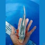 asagi 25 cm