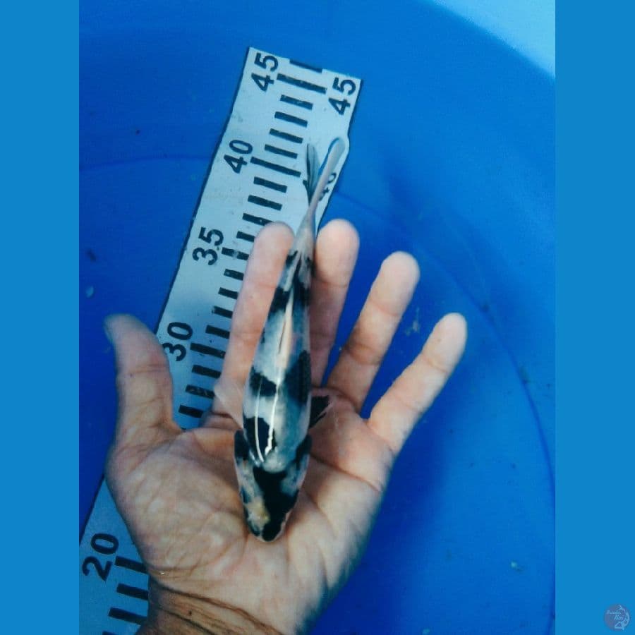 shiro 15 cm
