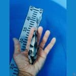 shiro 15 cm