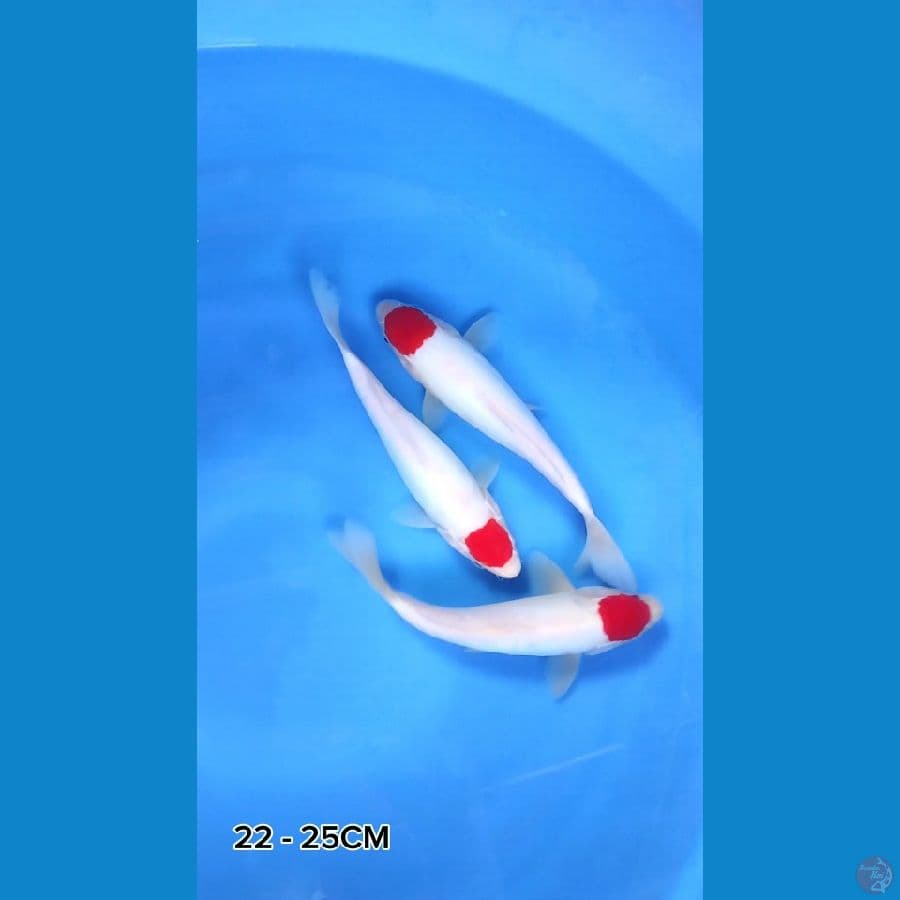 ORYGINAL TANCHO DOITSU 22_25CM 3ekor