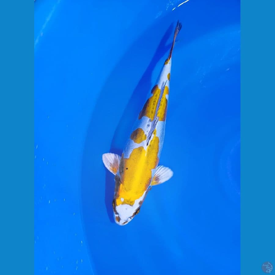 YELLOW KIKORYU 40CM ORYGINAL