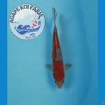 Doitsu ochiba 22 cm