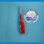 kohaku 22 cm
