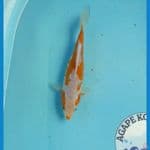 Sabikoyo 23 cm
