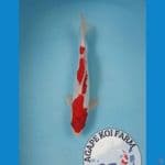Doitsu kohaku 24 cm