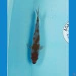 ochiba 23 cm