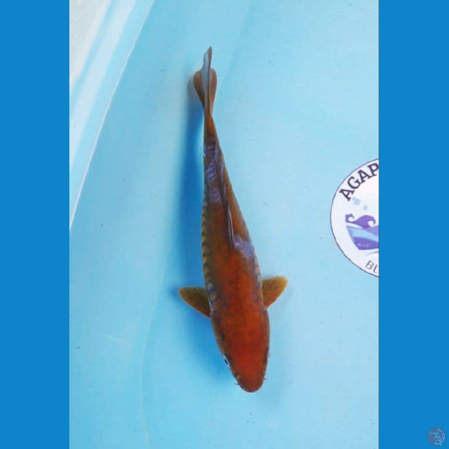 Doitsu ochiba 28 cm