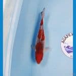 Ochiba 24 cm