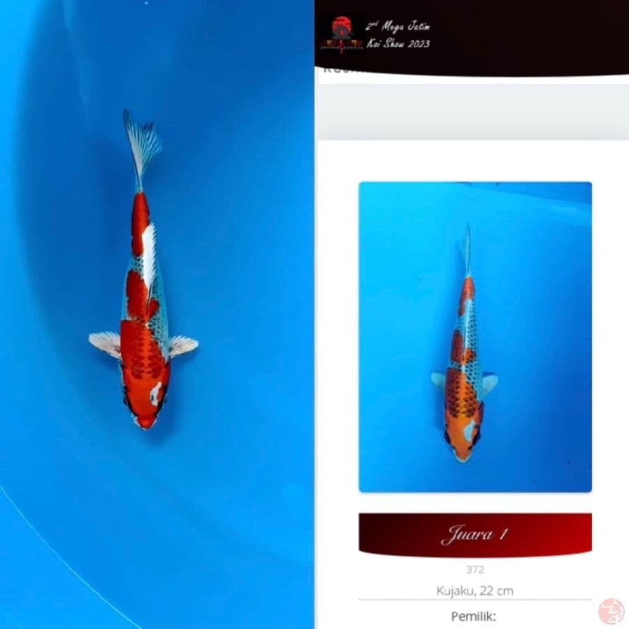 kujaku prestasi juara 1. 27cm