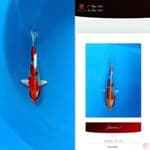 kujaku prestasi juara 1. 27cm