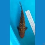 Chagoi Aragoke 42 cm/Jantan Punuk